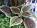 A Moon Valley Pilea, Pilea involucrata 'Moon Valley'