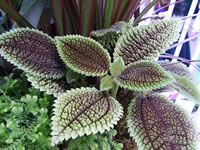 A Moon Valley Pilea, Pilea involucrata 'Moon Valley'