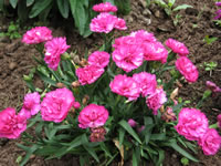 Hot Pink Carnations Blooming in the Garden, Dianthus x caryophyllus