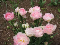 Pink Tulips Blooming in the Bulb Garden at Cedar Hill