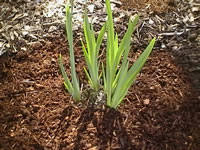 Bearded Iris