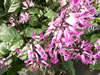 A Pink Flowering Swedish Ivy Plant in Bloom, Plectranthus australis