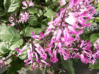A Pink Flowering Swedish Ivy Plant in Bloom, Plectranthus australis A Pink Flowering Swedish Ivy Plant in Bloom, Plectranthus australis