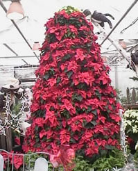 A Christmas Tree created with Poinsettia Plants