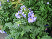 A Jacob's Ladder Plant in Bloom, Polemonium boreale