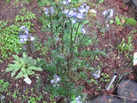 A Bressingham Purple Jacob's Ladder Plant, Polemonium caeruleum