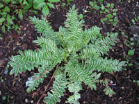 A Variegated Jacob's Ladder Plant, Polemonium Brise_d'Anjou