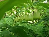 Hidden Flowers of a Solomon's Seal Plant, Polygonatum multiflorum