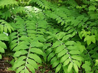 A Solomon's Seal Plant Blooming in the Garden