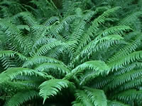 Western Sword Ferns, Polystichum munitum