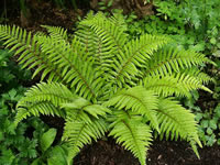 A Tassle Fern in the Garden, Polystichum polyblepharum