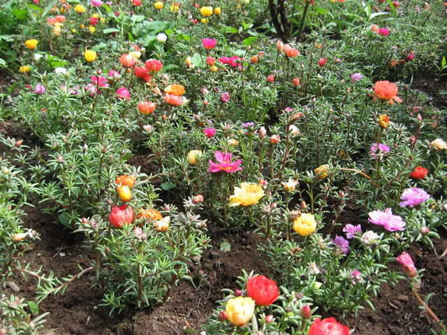 Moss Roses, How to grow and care for Moss Rose plants, Portulaca - Garden  Helper, Gardening Questions and Answers