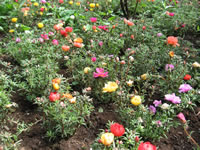 Moss Roses Blooming in the Garden, Portulaca grandiflora