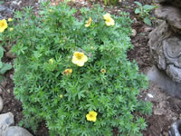 A Yellow Flowering Potentilla in Bloom, Potentilla fruticosa