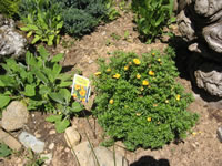 A Potentilla Plant Blooming in the Garden