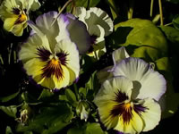 Pretty Pansies Blooming in the Garden