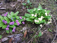 Primroses Growing in the Garden