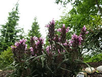 A Self Heal Plant Blooming in the Garden, Prunella laciniata