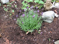 Prunella laciniata begins blooming in early spring