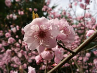 A Pink Flowering Plum Tree in Bloom, Prunus blireiana