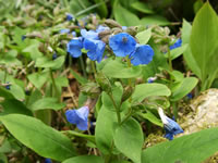 A Blue Lungwort Plant in Bloom, Pulmonaria angustifolia