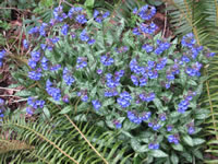 A Spotted Lungwort Plant Blooming in the Garden, Pulmonaria officinalis