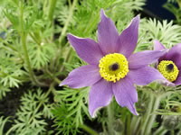 The Flower of a Pasque Flower Plant, Pulsatilla vulgaris