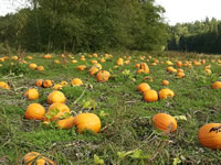 A Field Filled with Pumpkins