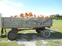 A Wagon Load of Pumpkins at the Farm