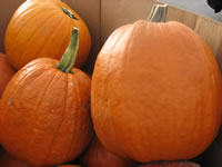 Lots of Pumpkins for Carving or Cooking