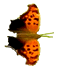 Question Mark Butterfly Question Mark Butterfly