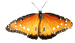 Queen Butterfly Queen Butterfly