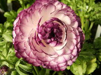 The Flower of a Persian Buttercup, Ranunculus asiaticus