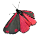 Cinnabar Moth