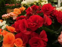 A Red Reiger Tuberous Begonia in Bloom, Begonia tuberhybrida