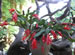 An Easter Cactus in Bloom, Rhipsalidopsis gaertneri