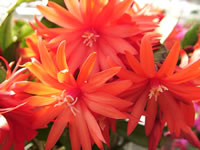 Red Flowers of an Easter Cactus
