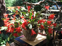 A Red Flowering Easter Cactus in Bloom, Rhipsalidopsis gaertneri