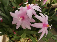 Pink Flowers of a Dwarf Easter Cactus