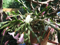 A Pink Flowering Dwarf Easter Cactus in Bloom, Rhipsalidopsis rosea