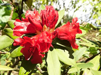 Bright Red, Bell Shaped Flowers of a Rhododendron 'Blitz' Bright Red, Bell Shaped Flowers of a Rhododendron 'Blitz'