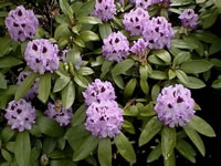 Flowers of the Rhododendron 'Blue Jay' have Dark Purple Throats