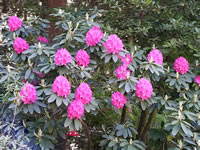 Rhododendron catawbiensis