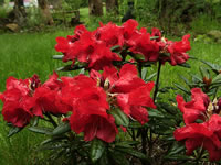 Rhododendron 'Fred Peste' has bright red, funnel shaped flowers
