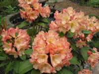 Rhododendron 'Honey Butter' is a Favorite Rhody at Cedar Hill Rhododendron 'Honey Butter' is a Favorite Rhody at Cedar Hill