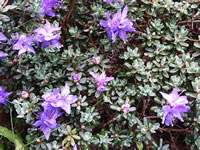 Purple Flowers on a Rhododendron impeditum