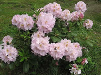 Rhododendron 'Janet Blair' has Frilly, Fragrant Flowers