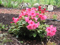 Rosy Pink Flowers on a Rhododendron 'Kimbeth'