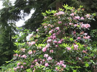 A Pacific Rhododendron with Pink Flowers, Rhododendron macrophyllum
