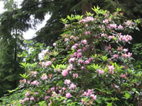 Rhododendron macrophyllum